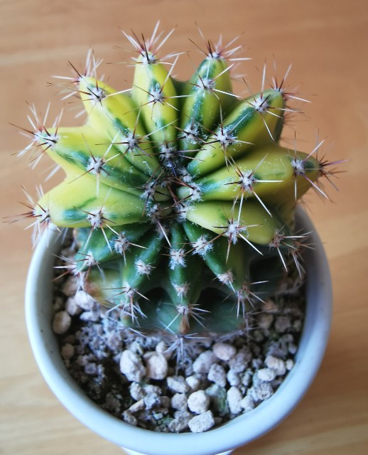 f:id:putetan:20230710150843j:image