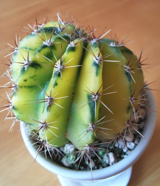 f:id:putetan:20230710150900j:image