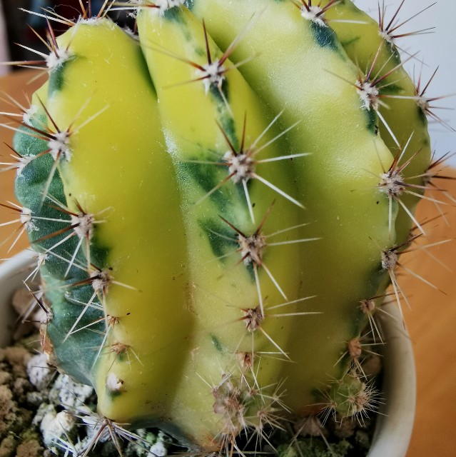 f:id:putetan:20230710150956j:image