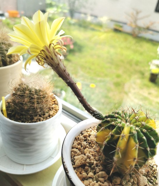 f:id:putetan:20230710151340j:image