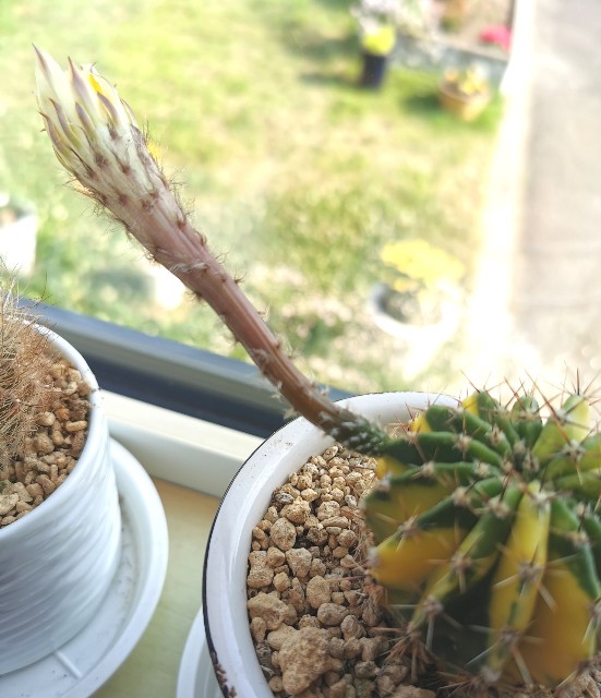 f:id:putetan:20230710151723j:image