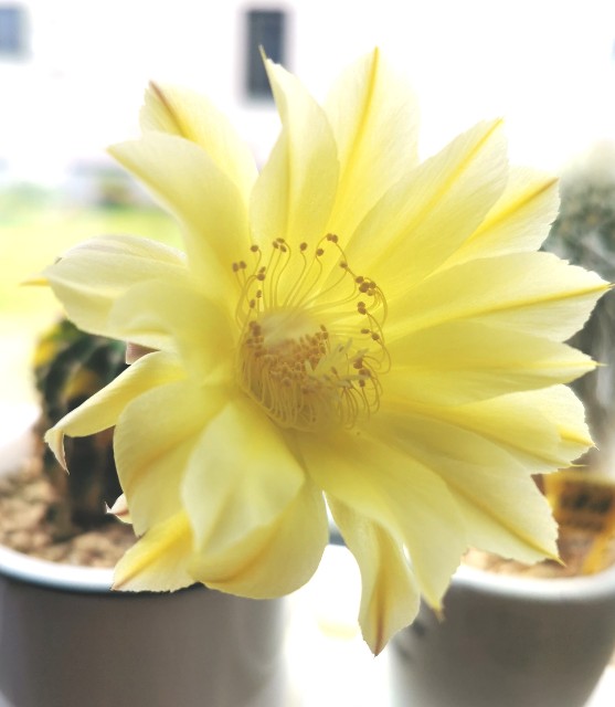 f:id:putetan:20230710151756j:image