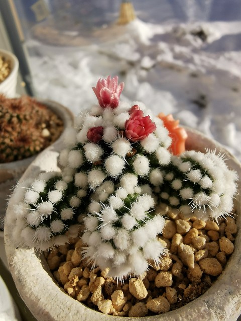 サボテン オルーガ 開花しました。 - ぷてっちわーるど