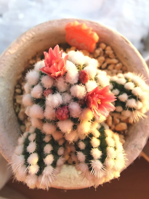 f:id:putetan:20231221154456j:image