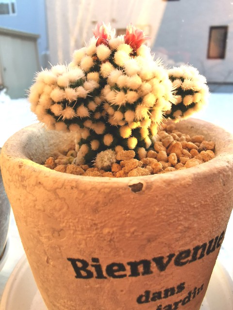 f:id:putetan:20231221155223j:image