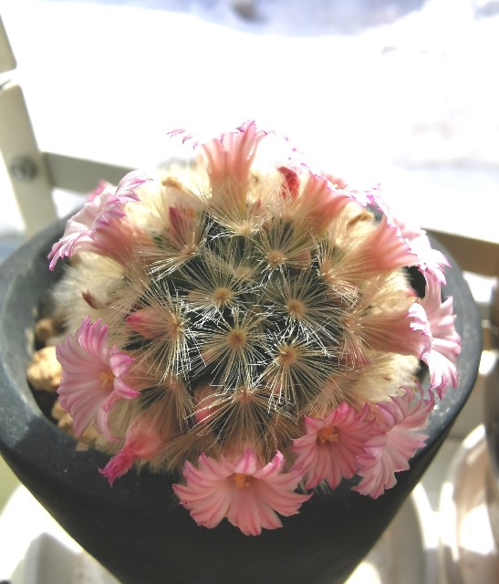 f:id:putetan:20240307185952j:image