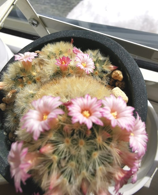 f:id:putetan:20240307190008j:image