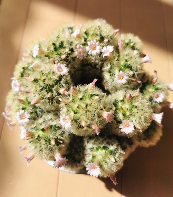 f:id:putetan:20240307190027j:image