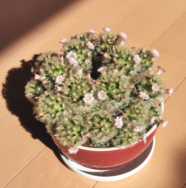 f:id:putetan:20240307190046j:image