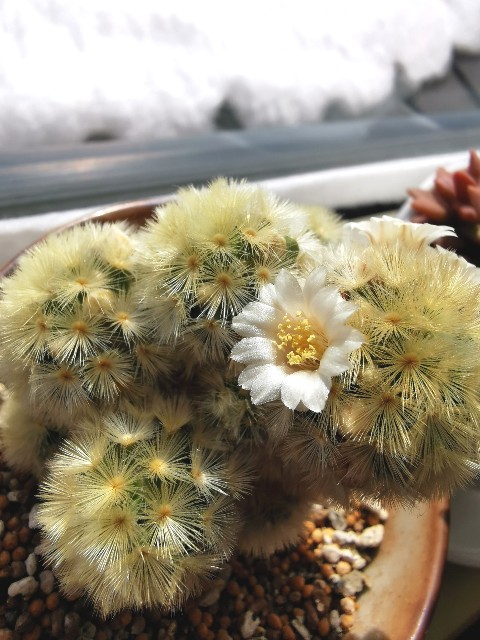 f:id:putetan:20240307190117j:image