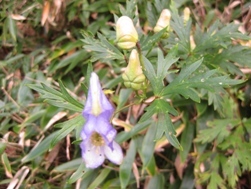 高山花01.jpg