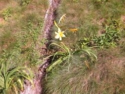 高山花02.jpg