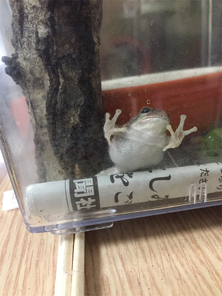 f:id:puu0401:20181007104728j:image