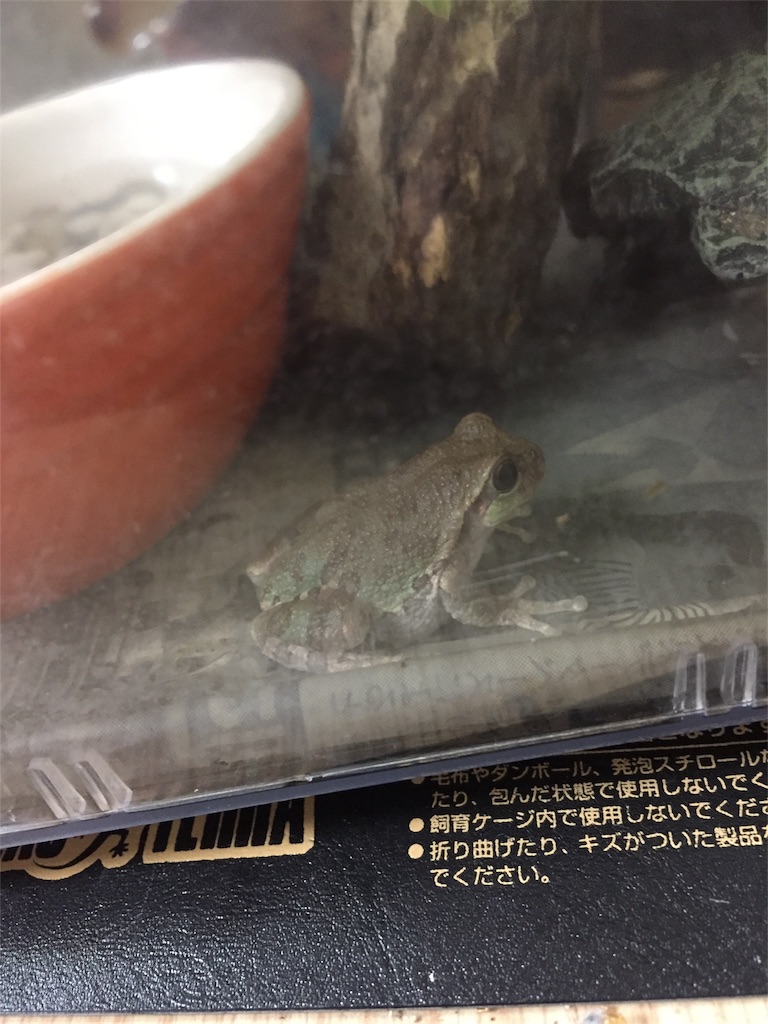 f:id:puu0401:20181101110707j:image