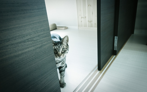 f:id:puu_0328:20170516165023p:plain f:id:puu_0328:20170516165023p:plain