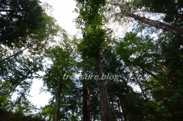 f:id:puusuketreasure:20190916125016j:plain
