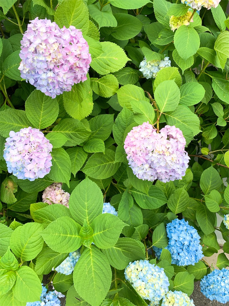 f:id:puwawawa:20190530173151j:plain f:id:puwawawa:20190530173151j:plain
