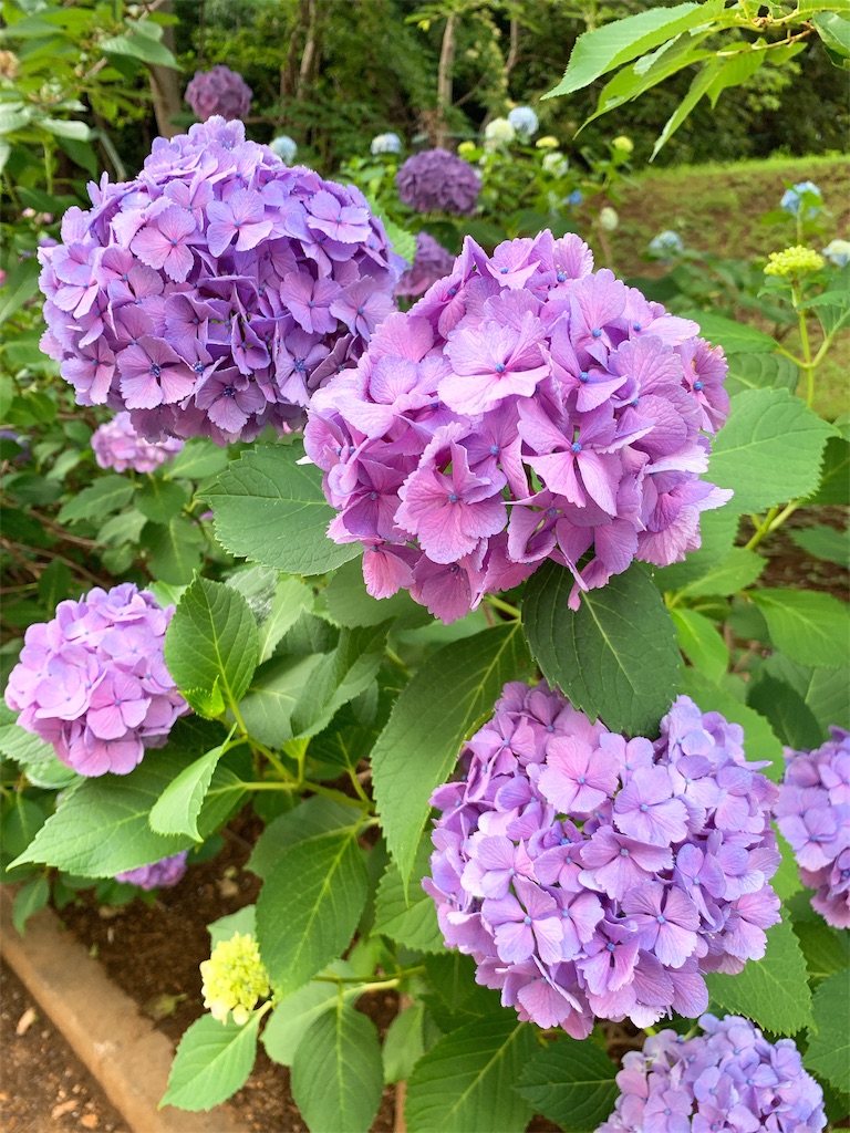 f:id:puwawawa:20190619203605j:plain f:id:puwawawa:20190619203605j:plain