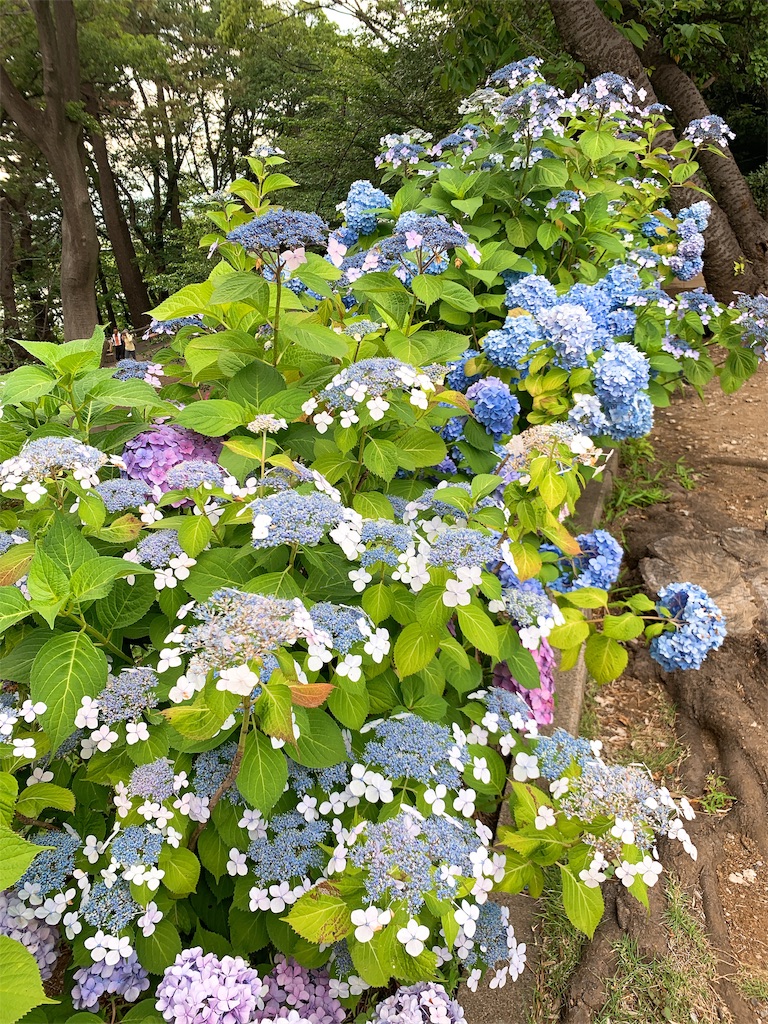f:id:puwawawa:20190619203616j:plain f:id:puwawawa:20190619203616j:plain