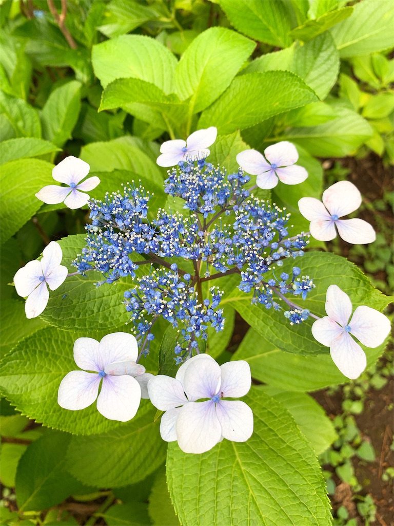 f:id:puwawawa:20190619203623j:plain f:id:puwawawa:20190619203623j:plain