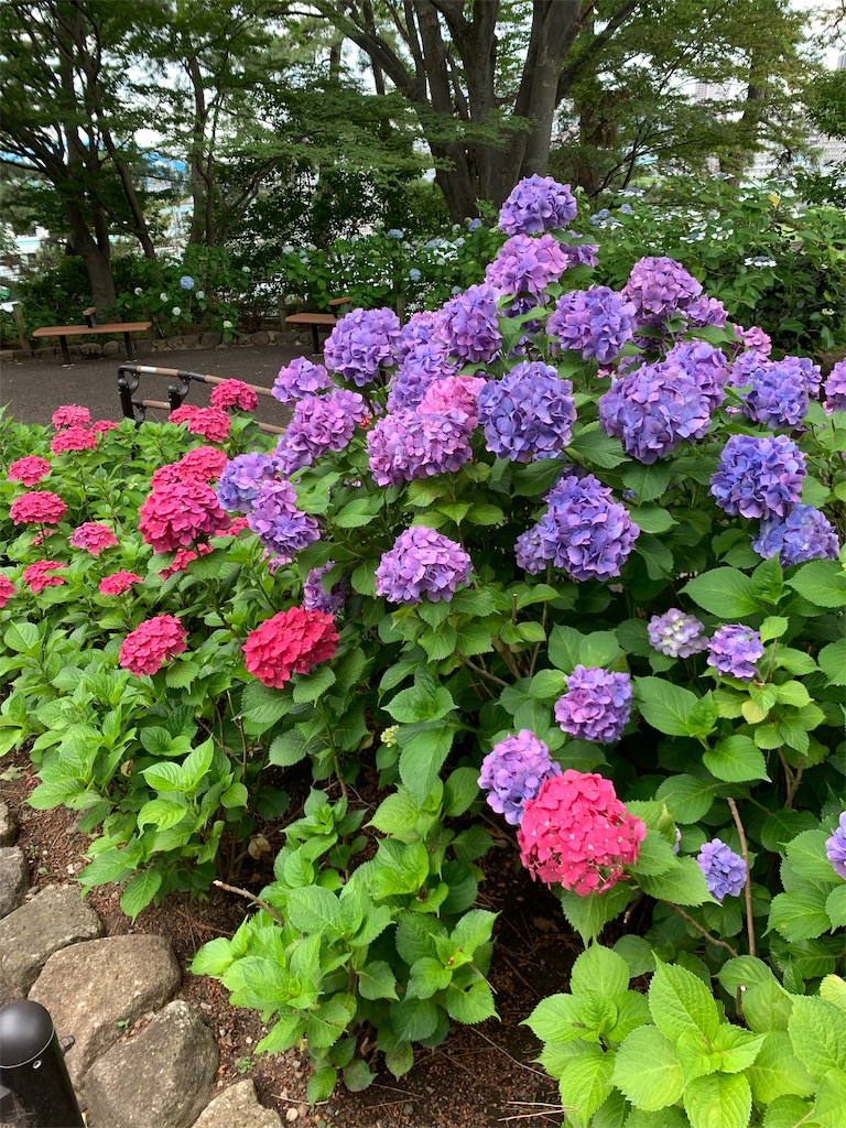 f:id:puwawawa:20190619203630j:plain f:id:puwawawa:20190619203630j:plain