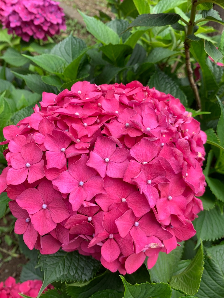 f:id:puwawawa:20190619203716j:plain f:id:puwawawa:20190619203716j:plain