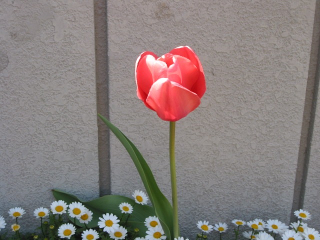f:id:puyomari1029:20200906165234j:plain f:id:puyomari1029:20200906165234j:plain