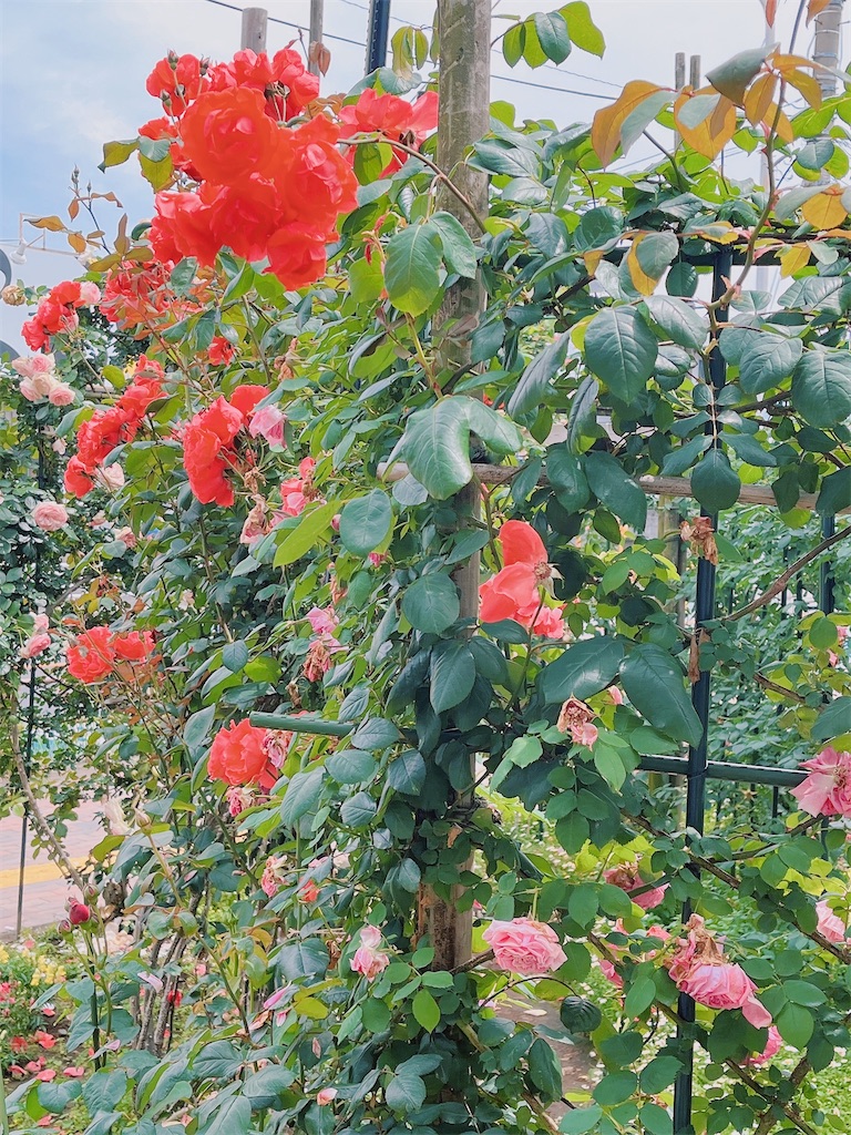 f:id:puyomari1029:20250518225629j:image
