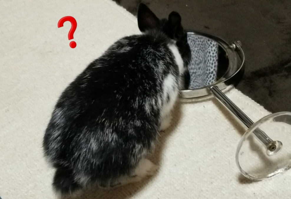 うさぎのトイレとは 人気 最新記事を集めました はてな