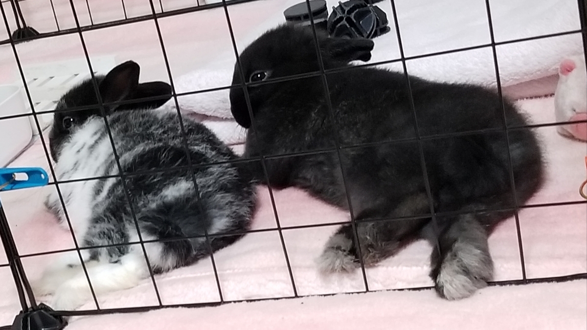 うさぎのマウンティング Petland