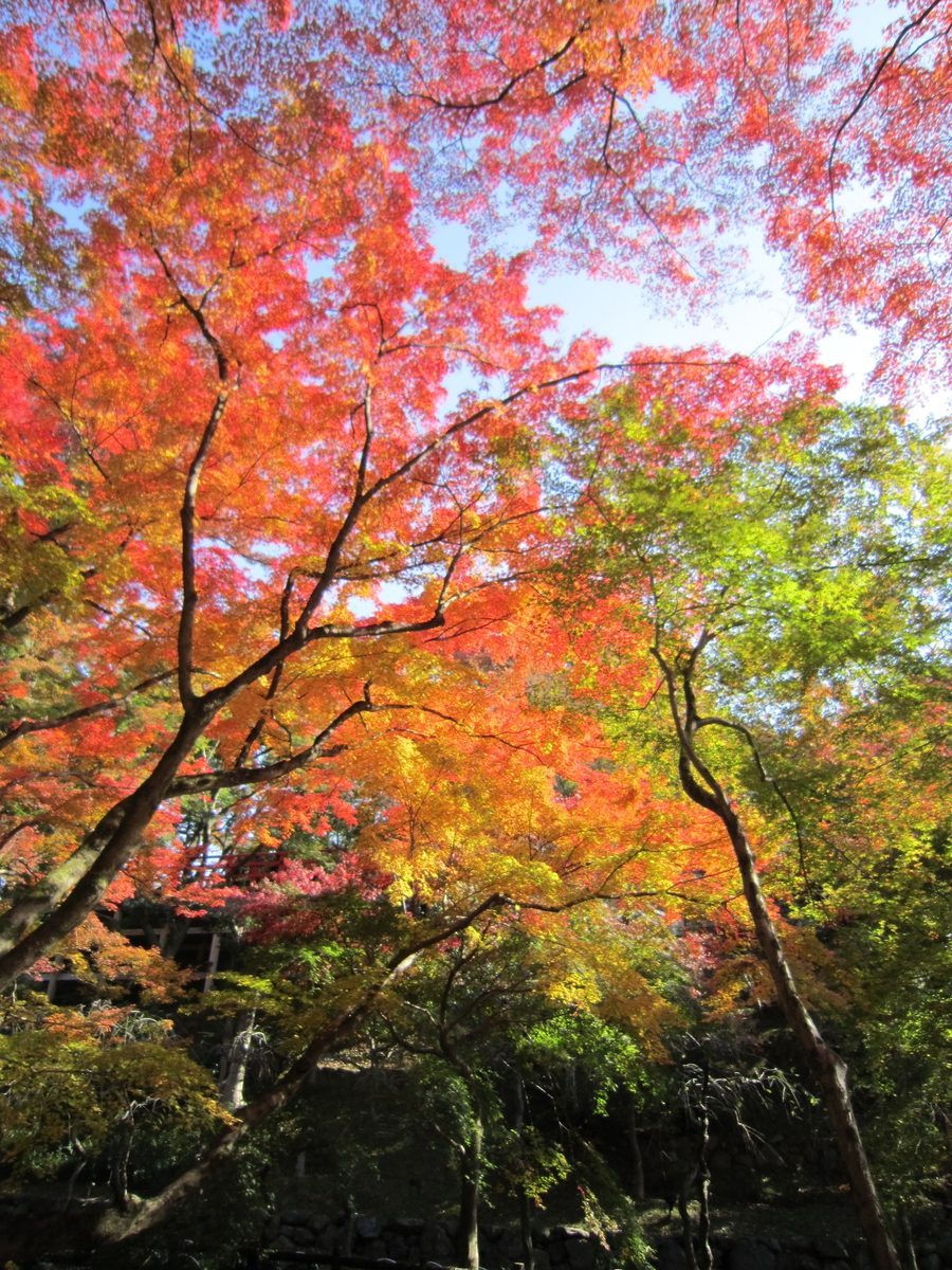 北野天満宮 御土居 紅葉