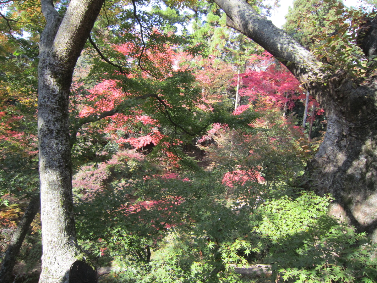 紅葉