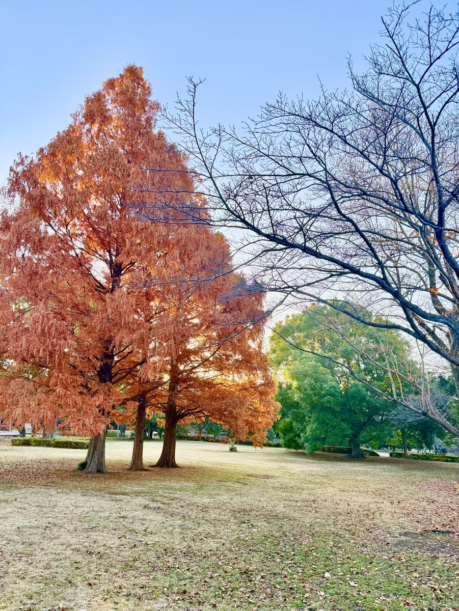 大庭城址公園中央の紅葉
