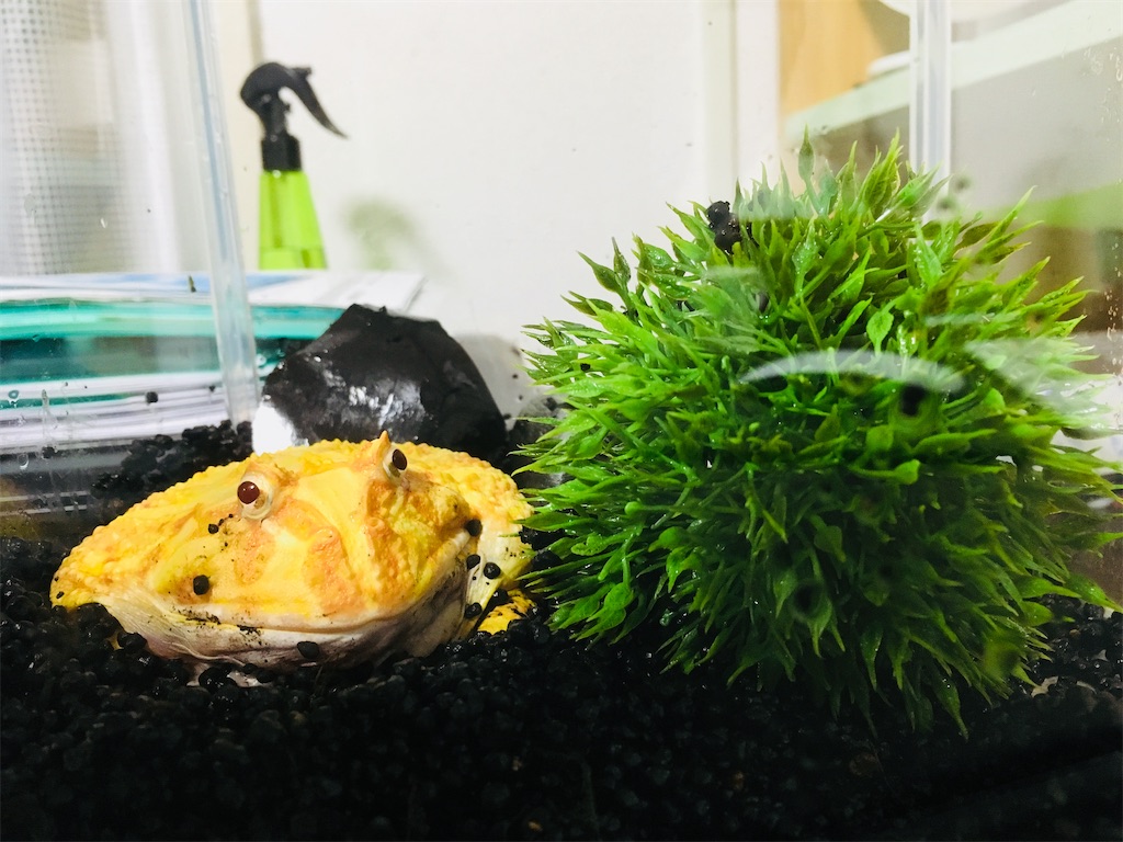 f:id:pyon0828:20210817153546j:image