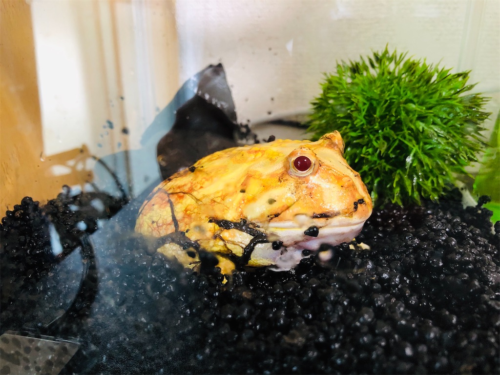 f:id:pyon0828:20210817153707j:image