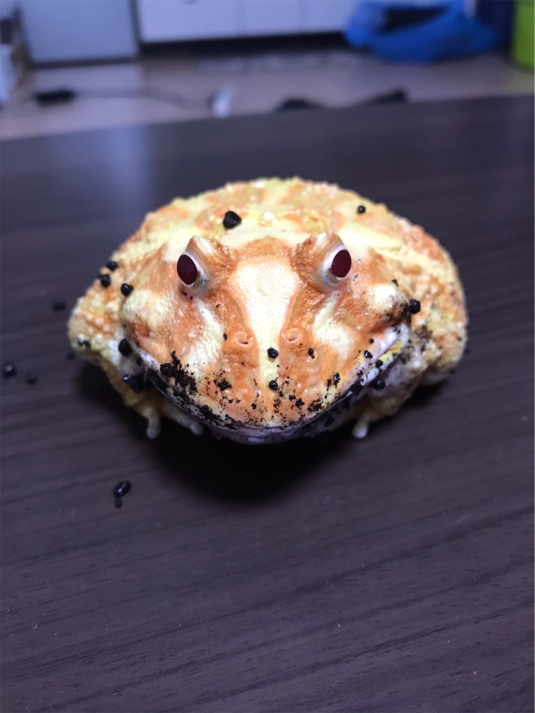 f:id:pyon0828:20210817153935j:image