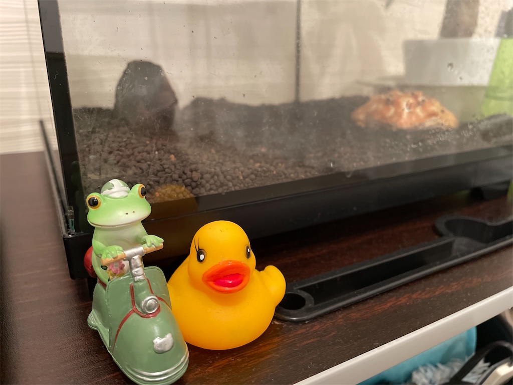 f:id:pyon0828:20210817154144j:image