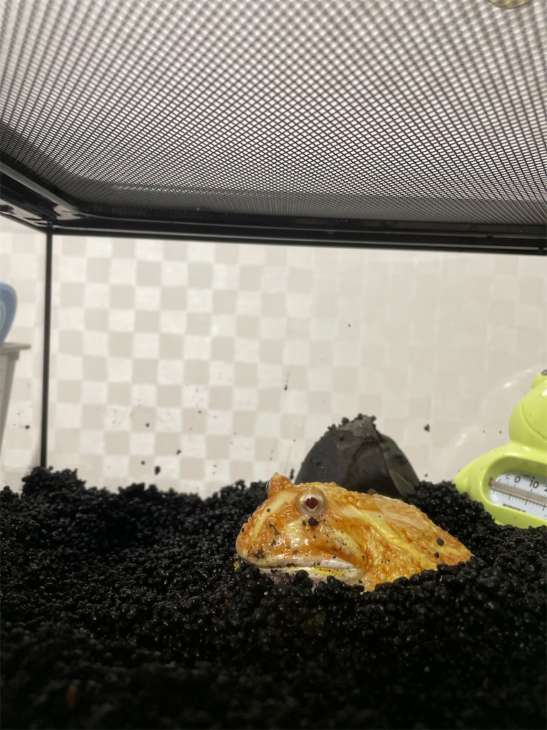 f:id:pyon0828:20210817154203j:image