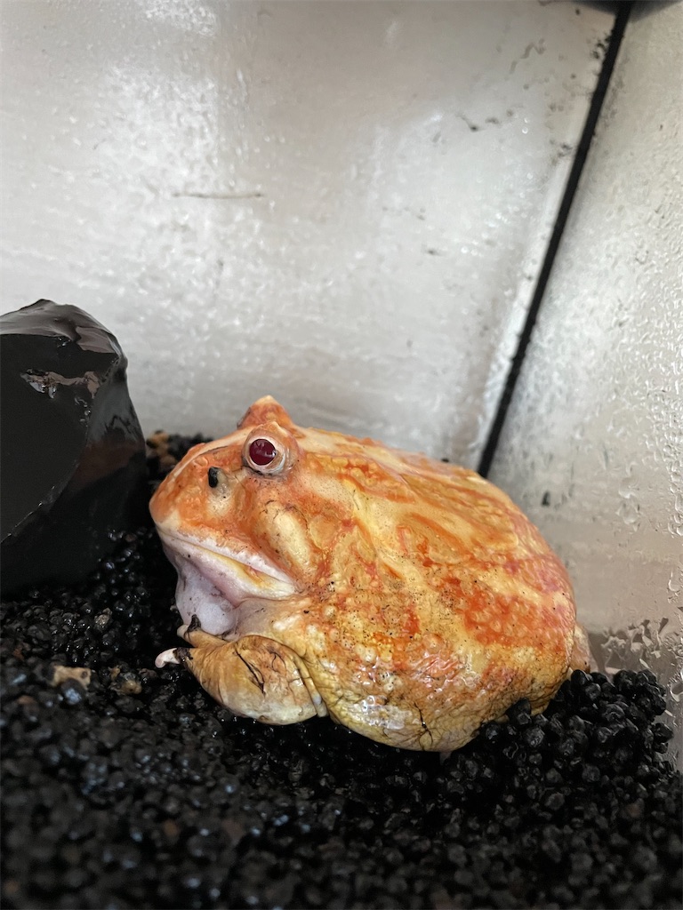 f:id:pyon0828:20210920110320j:image f:id:pyon0828:20210920110320j:image