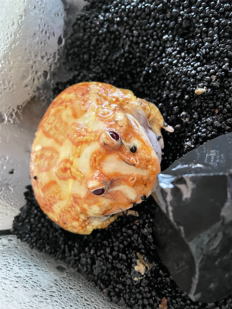 f:id:pyon0828:20210920110323j:image f:id:pyon0828:20210920110323j:image