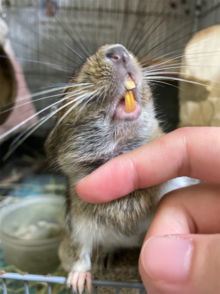 f:id:pyon0828:20210930212114j:image