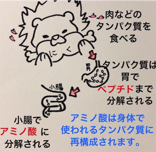 f:id:pyonkitins:20191006022211j:image