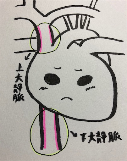 f:id:pyonkitins:20191031204636j:image
