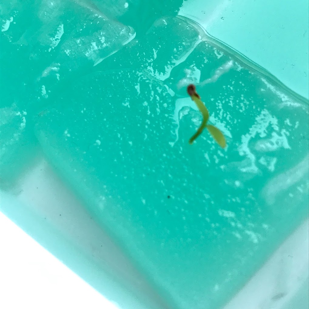 f:id:pyonnyan:20180720171837j:plain