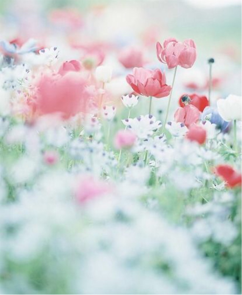f:id:pyonpyonpyon358358:20181213101516j:image f:id:pyonpyonpyon358358:20181213101516j:image