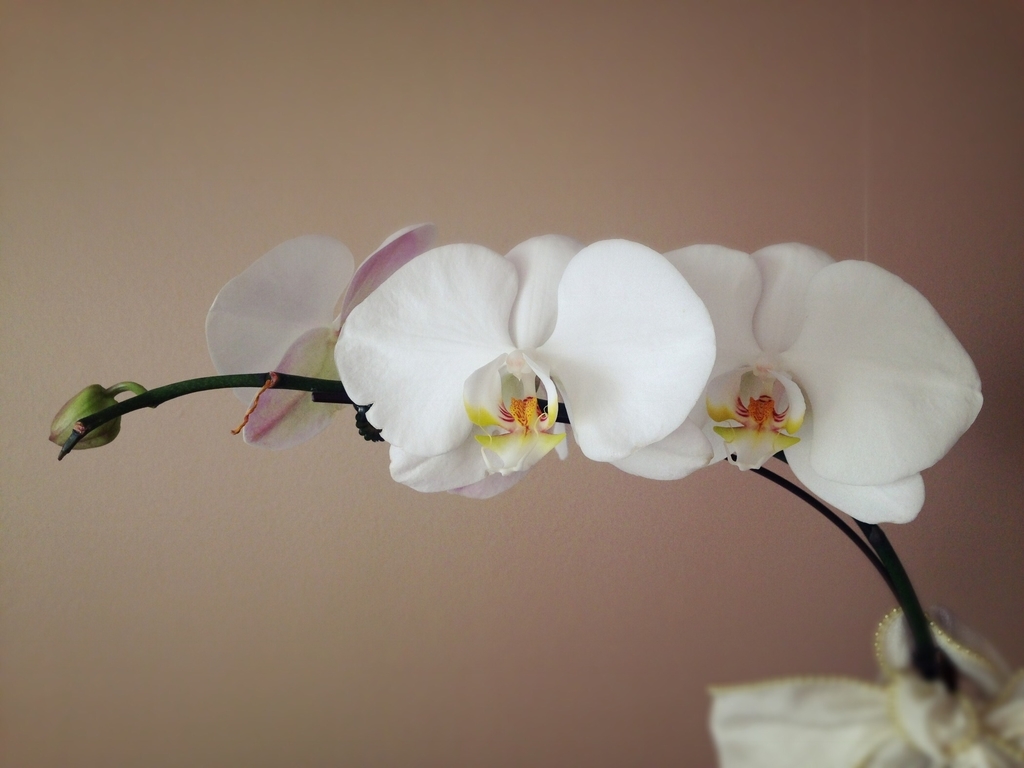 f:id:pyopyopyon:20181231071843j:plain f:id:pyopyopyon:20181231071843j:plain