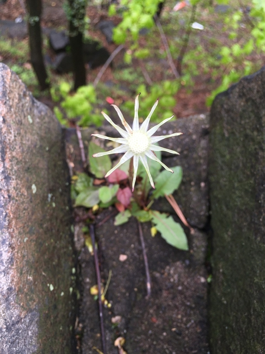 f:id:pyopyopyon:20200512063930j:plain f:id:pyopyopyon:20200512063930j:plain