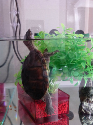 f:id:pyori:20121022202059j:image