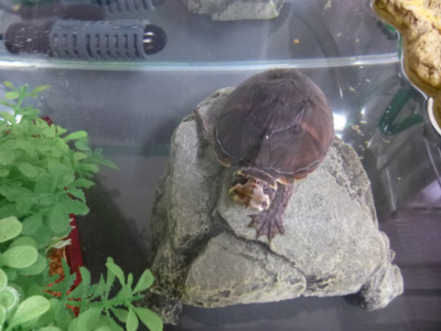 f:id:pyori:20121022202119j:image