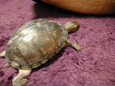f:id:pyori:20131125223638j:image